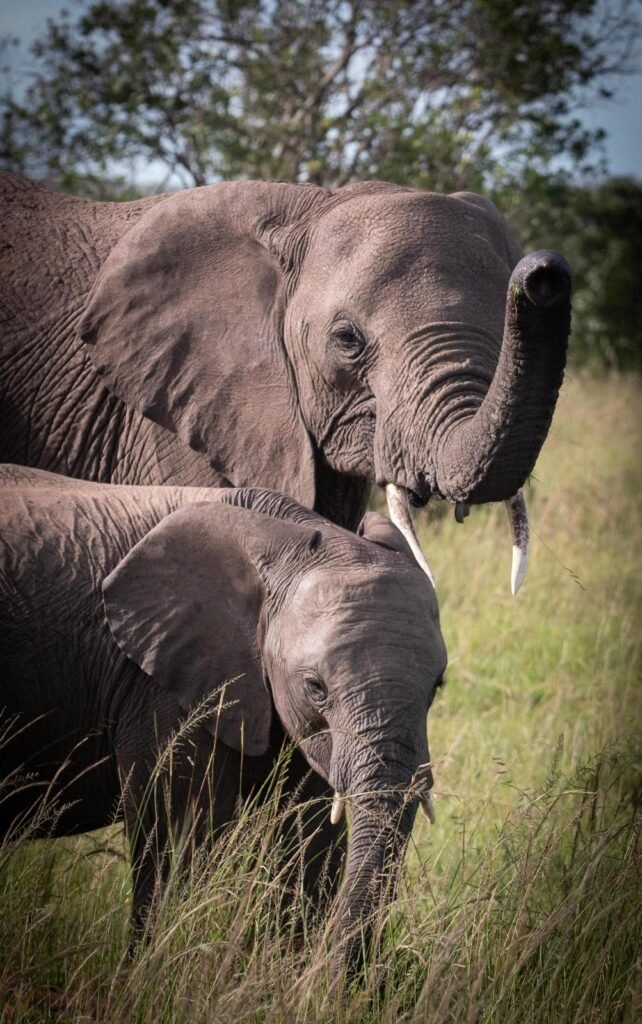 Tanzania